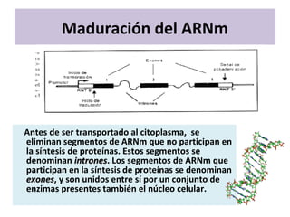 Maduración del ARNm
Antes de ser transportado al citoplasma, se
eliminan segmentos de ARNm que no participan en
la síntesis de proteínas. Estos segmentos se
denominan intronesintrones. Los segmentos de ARNm que
participan en la síntesis de proteínas se denominan
exonesexones, y son unidos entre sí por un conjunto de
enzimas presentes también el núcleo celular.
 