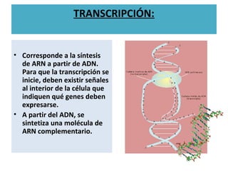 TRANSCRIPCIÓN:
• Corresponde a la síntesis
de ARN a partir de ADN.
Para que la transcripción se
inicie, deben existir señales
al interior de la célula que
indiquen qué genes deben
expresarse.
• A partir del ADN, se
sintetiza una molécula de
ARN complementario.
 