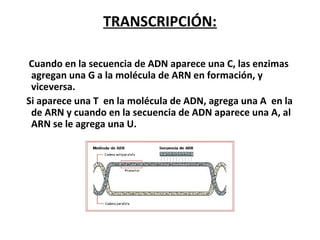 TRANSCRIPCIÓN:
Cuando en la secuencia de ADN aparece una C, las enzimas
agregan una G a la molécula de ARN en formación, y
viceversa.
Si aparece una T en la molécula de ADN, agrega una A en la
de ARN y cuando en la secuencia de ADN aparece una A, al
ARN se le agrega una U.
 