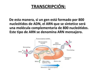 TRANSCRIPCIÓN:
De esta manera, si un gen está formado por 800
nucleótidos de ADN, el ARN que se sintetice será
una molécula complementaria de 800 nucleótidos.
Este tipo de ARN se denomina ARN mensajero.
 