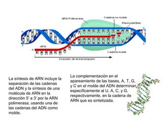 La síntesis de ARN incluye la
separación de las cadenas
del ADN y la síntesis de una
molécula de ARN en la
dirección 5' a 3' por la ARN
polimerasa, usando una de
las cadenas del ADN como
molde.
La complementación en el
apareamiento de las bases, A, T, G,
y C en el molde del ADN determinan
específicamente al U, A, C, y G,
respectivamente, en la cadena de
ARN que es sintetizada.
 