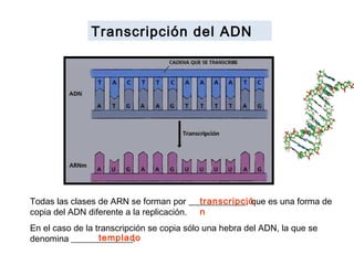 Transcripción del ADN
Todas las clases de ARN se forman por _____________, que es una forma de
copia del ADN diferente a la replicación.
En el caso de la transcripción se copia sólo una hebra del ADN, la que se
denomina ______________.
transcripció
n
templado
 