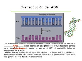 Transcripción del ADN
Otra diferencia es el hecho de que la enzima responsable de la formación del ARN es la
__________________, la que además en este proceso de lectura realiza un cambio
en la complementación de bases, ya que en el ARN el nucleótido timina es
reemplazado por uracilo.
La hebra de ADN se abre parcialmente para exponer una de sus hebras, lo cual es un
requisito indispensable para que actúe la ARN polimerasa, la que es leída por la enzima
para generar la hebra de ARN (monocaternario).
ARN
polimerasa
 