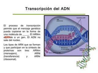 Transcripción del ADN
El proceso de transcripción
permite que el mensaje genético
pueda copiarse en la forma de
una molécula de _____. El ARNm
equivale a un gen. El ADN no
sale del núcleo.
Los tipos de ARN que se forman
y que participan en la síntesis de
proteínas son tres: ARNm
(mensajero), ARNt
(transferencia) y ARNr
(ribosomal).
ARN
 