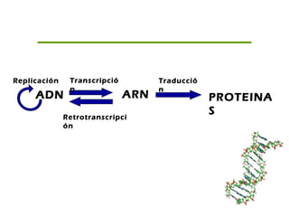 ADN ARN PROTEINA
S
Replicación Transcripció
n
Traducció
n
Retrotranscripci
ón
 