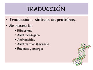 TRADUCCIÓN
• Traducción = síntesis de proteínas.
• Se necesita:
• Ribosomas
• ARN mensajero
• Aminoácidos
• ARN de transferencia
• Enzimas y energía
 