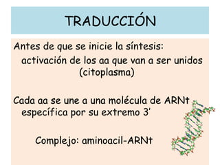 TRADUCCIÓN
Antes de que se inicie la síntesis:
activación de los aa que van a ser unidos
(citoplasma)
Cada aa se une a una molécula de ARNt
específica por su extremo 3’
Complejo: aminoacil-ARNt
 