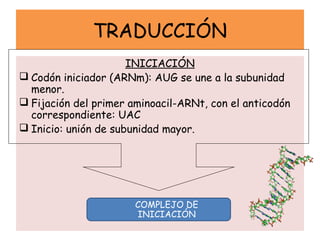 TRADUCCIÓN
INICIACIÓN
 Codón iniciador (ARNm): AUG se une a la subunidad
menor.
 Fijación del primer aminoacil-ARNt, con el anticodón
correspondiente: UAC
 Inicio: unión de subunidad mayor.
COMPLEJO DE
INICIACIÓN
 