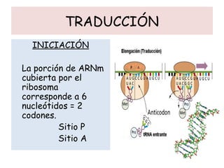 TRADUCCIÓN
INICIACIÓN
La porción de ARNm
cubierta por el
ribosoma
corresponde a 6
nucleótidos = 2
codones.
Sitio P
Sitio A
 