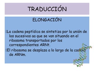 TRADUCCIÓN
ELONGACIÓN
La cadena peptídica se sintetiza por la unión de
los sucesivos aa que se van situando en el
ribosoma transportados por los
correspondientes ARNt.
El ribosoma se desplaza a lo largo de la cadena
de ARNm.
 