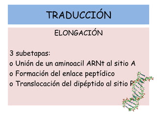 TRADUCCIÓN
ELONGACIÓN
3 subetapas:
o Unión de un aminoacil ARNt al sitio A
o Formación del enlace peptídico
o Translocación del dipéptido al sitio P
 