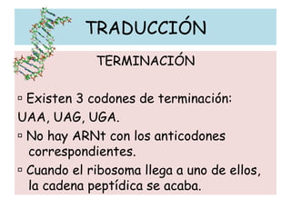 TRADUCCIÓN
TERMINACIÓN
 Existen 3 codones de terminación:
UAA, UAG, UGA.
 No hay ARNt con los anticodones
correspondientes.
 Cuando el ribosoma llega a uno de ellos,
la cadena peptídica se acaba.
 