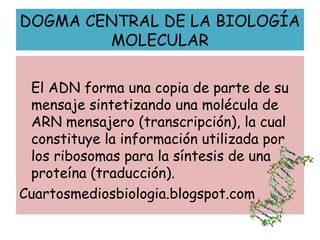DOGMA CENTRAL DE LA BIOLOGÍA
MOLECULAR
El ADN forma una copia de parte de su
mensaje sintetizando una molécula de
ARN mensajero (transcripción), la cual
constituye la información utilizada por
los ribosomas para la síntesis de una
proteína (traducción).
Cuartosmediosbiologia.blogspot.com
 