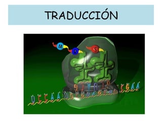 TRADUCCIÓN
 