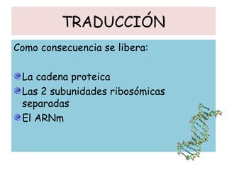 TRADUCCIÓN
Como consecuencia se libera:
La cadena proteica
Las 2 subunidades ribosómicas
separadas
El ARNm
 