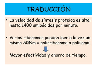 TRADUCCIÓN
• La velocidad de síntesis proteica es alta:
hasta 1400 amioácidos por minuto.
• Varios ribosomas pueden leer a la vez un
mismo ARNm = polirribosoma o polisoma.
Mayor efectividad y ahorro de tiempo.
 