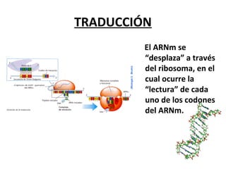 TRADUCCIÓN
El ARNm se
“desplaza” a través
del ribosoma, en el
cual ocurre la
“lectura” de cada
uno de los codones
del ARNm.
 