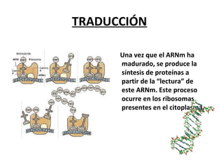 TRADUCCIÓN
Una vez que el ARNm ha
madurado, se produce la
síntesis de proteínas a
partir de la “lectura” de
este ARNm. Este proceso
ocurre en los ribosomas
presentes en el citoplasma.
 
