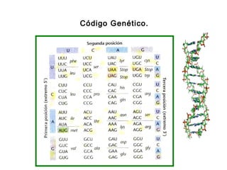 Código Genético.
 