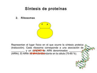 Síntesis de proteínas
P A
2. Ribosomas
Representan el lugar físico en el que ocurre la síntesis proteica
(traducción). Cada ribosoma corresponde a una asociación de
___________ y un conjunto de ARN denominados ____________
(ARNr). El ARNr es el más abundante en la célula (70-80 %).
proteína
sribosomales
 