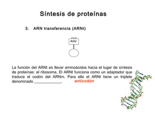 Síntesis de proteínas
3. ARN transferencia (ARNt)
AUU
La función del ARNt es llevar aminoácidos hacia el lugar de síntesis
de proteínas: el ribosoma. El ARNt funciona como un adaptador que
traduce el codón del ARNm. Para ello el ARNt tiene un triplete
denominado ______________. anticodón
 