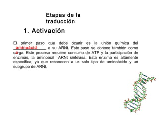 Etapas de la
traducción
1. Activación
El primer paso que debe ocurrir es la unión química del
______________ a su ARNt. Este paso se conoce también como
carga. Este proceso requiere consumo de ATP y la participación de
enzimas, la aminoacil ARNt sintetasa. Esta enzima es altamente
específica, ya que reconocen a un solo tipo de aminoácido y un
subgrupo de ARNt.
aminoácid
o
 