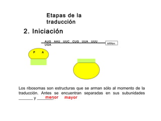AUG AAU UUC CUG UUA UUU
UGA ARNm
P A
Etapas de la
traducción
2. Iniciación
Los ribosomas son estructuras que se arman sólo al momento de la
traducción. Antes se encuentran separadas en sus subunidades
_______ y ________. mayormenor
 