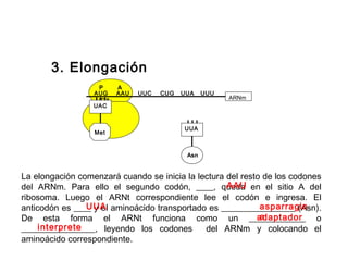 P A
AUG AAU UUC CUG UUA UUU
UGA ARNm
UAC
Met
UUA
Asn
La elongación comenzará cuando se inicia la lectura del resto de los codones
del ARNm. Para ello el segundo codón, ____, queda en el sitio A del
ribosoma. Luego el ARNt correspondiente lee el codón e ingresa. El
anticodón es ____ y el aminoácido transportado es _________________ (Asn).
De esta forma el ARNt funciona como un _____________ o
_________________, leyendo los codones del ARNm y colocando el
aminoácido correspondiente.
AAU
UUA asparragin
aadaptador
interprete
3. Elongación
 