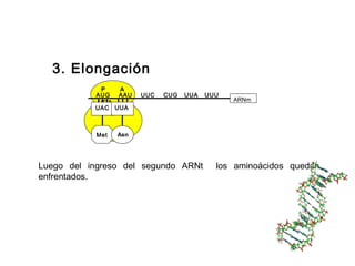 3. Elongación
P A
AUG AAU UUC CUG UUA UUU
UGA ARNm
UAC
Met
UUA
Asn
Luego del ingreso del segundo ARNt los aminoácidos quedan
enfrentados.
 
