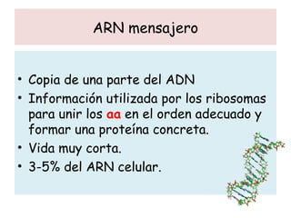ARN mensajero
• Copia de una parte del ADN
• Información utilizada por los ribosomas
para unir los aa en el orden adecuado y
formar una proteína concreta.
• Vida muy corta.
• 3-5% del ARN celular.
 