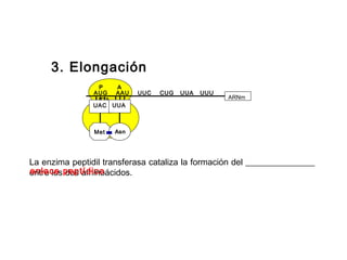3. Elongación
P A
AUG AAU UUC CUG UUA UUU
UGA ARNm
UAC
Met
UUA
Asn
La enzima peptidil transferasa cataliza la formación del ________________
entre los dos aminoácidos.enlace peptídico
 