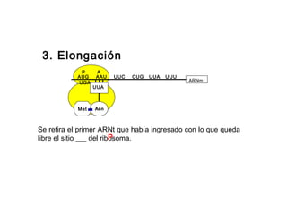 3. Elongación
P A
AUG AAU UUC CUG UUA UUU
UGA ARNm
Met
UUA
Asn
Se retira el primer ARNt que había ingresado con lo que queda
libre el sitio ___ del ribosoma.P
 
