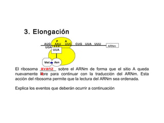 P A
AUG AAU UUC CUG UUA UUU
UGA ARNm
Met
UUA
Asn
3. Elongación
El ribosoma ________ sobre el ARNm de forma que el sitio A queda
nuevamente libre para continuar con la traducción del ARNm. Esta
acción del ribosoma permite que la lectura del ARNm sea ordenada.
avanz
a
Explica los eventos que deberán ocurrir a continuación
 