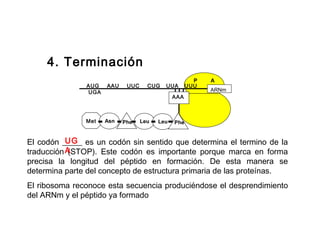 4. Terminación
P A
AUG AAU UUC CUG UUA UUU
UGA ARNm
Met Asn Phe Leu Leu
AAA
Phe
El codón _____ es un codón sin sentido que determina el termino de la
traducción (STOP). Este codón es importante porque marca en forma
precisa la longitud del péptido en formación. De esta manera se
determina parte del concepto de estructura primaria de las proteínas.
El ribosoma reconoce esta secuencia produciéndose el desprendimiento
del ARNm y el péptido ya formado
UG
A
 