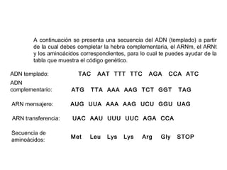 A continuación se presenta una secuencia del ADN (templado) a partir
de la cual debes completar la hebra complementaria, el ARNm, el ARNt
y los aminoácidos correspondientes, para lo cual te puedes ayudar de la
tabla que muestra el código genético.
ADN templado: TAC AAT TTT TTC AGA CCA ATC
ADN
complementario:
ARN mensajero:
ARN transferencia:
Secuencia de
aminoácidos:
ATG TTA AAA AAG TCT GGT TAG
AUG UUA AAA AAG UCU GGU UAG
UAC AAU UUU UUC AGA CCA
Met Leu Lys Lys Arg Gly STOP
 