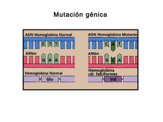 Mutación génica
 
