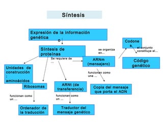 Síntesis
Expresión de la información
genética
o
Síntesis de
proteínas
Se requiere de
…
Unidades de
construcción
:
aminoácidos
Ribosomas
funcionan como
un …
Ordenador de
la traducción
ARNt (de
transferencia)
funcionan como
un …
Traductor del
mensaje genético
ARNm
(mensajero)
se organiza
en…
Codone
s
funcionan como
una …
Copia del mensaje
que porta el ADN
el conjunto
constituye el…
Código
genético
 