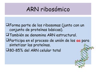 ARN ribosómico
Forma parte de los ribosomas (junto con un
conjunto de proteínas básicas).
También se denomina ARN estructural.
Participa en el proceso de unión de los aa para
sintetizar las proteínas.
80-85% del ARN celular total
 