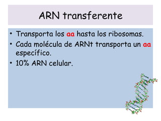 ARN transferente
• Transporta los aa hasta los ribosomas.
• Cada molécula de ARNt transporta un aa
específico.
• 10% ARN celular.
 