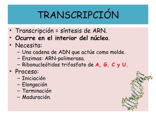 TRANSCRIPCIÓN
• Transcripción = síntesis de ARN.
• Ocurre en el interior del núcleo.
• Necesita:
– Una cadena de ADN que actúe como molde.
– Enzimas: ARN-polimerasa.
– Ribonucleótidos trifosfato de A, G, C y U.
• Proceso:
– Iniciación
– Elongación
– Terminación
– Maduración.
 
