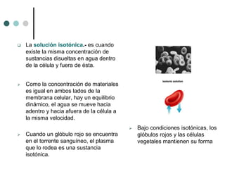  La solución isotónica.- es cuando
existe la misma concentración de
sustancias disueltas en agua dentro
de la célula y fuera de ésta.
 Como la concentración de materiales
es igual en ambos lados de la
membrana celular, hay un equilibrio
dinámico, el agua se mueve hacia
adentro y hacia afuera de la célula a
la misma velocidad.
 Cuando un glóbulo rojo se encuentra
en el torrente sanguíneo, el plasma
que lo rodea es una sustancia
isotónica.
 Bajo condiciones isotónicas, los
glóbulos rojos y las células
vegetales mantienen su forma
 