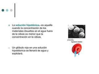  La solución hipotónica.- es aquella
cuando la concentración de los
materiales disueltos en el agua fuera
de la célula es menor que la
concentración en la célula.
 Un glóbulo rojo en una solución
hipotótonica se llenará de agua y
explotará.
 
