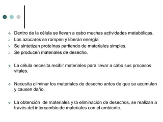  Dentro de la célula se llevan a cabo muchas actividades metabólicas.
 Los azúcares se rompen y liberan energía
 Se sintetizan proteínas partiendo de materiales simples.
 Se producen materiales de desecho.
 La célula necesita recibir materiales para llevar a cabo sus procesos
vitales.
 Necesita eliminar los materiales de desecho antes de que se acumulen
y causen daño.
 La obtención de materiales y la eliminación de desechos, se realizan a
través del intercambio de materiales con el ambiente.
 