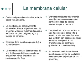 La membrana celular
 Controla el paso de materiales entre la
célula y el ambiente.
 La membrana es selectivamente
permeable. Puede impedir el paso de
proteínas y lípidos, mientras da paso a
azúcares simples, oxígeno, agua y
bióxido de carbono.
 El grosor de la membrana es de 7.5 a
10 nanómetros.
 La membrana celular esta formada de
una doble capa de lípidos donde se
encuentran varias proteínas, las
cuales no están fijas.
 Entre las moléculas de proteínas
se extienden unos canales que
permiten el paso de ciertas
sustancias por la mebrana.
 Las proteínas de la membrana no
solo hacen que el transporte a
través de ella sea selectivo, sino
que también son capaces de llevar
a cabo el transporte activo
(transferencia en contra del
gradiente de concentración).
 En resumen, la estructura de la
membrana depende de los lípidos
y las funciones dependen de las
proteínas.
 