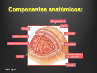 Componentes anatómicos:
Andres Aguilar
Duramadre
Cráneo
Espacio epidural
AracnoidesEspacio subaracnoideo
Vasos en espacio
subaracnoideo
Piamadre
Cerebro
Periostio
Espacio subdural
 