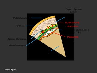Piel Cabelluda
Cráneo
Arterias Meningeas
ENCEFALO
DURA MADRE
Espacio Epidural
(virtual)
Aracnoides
Espacio Subaracnoideo
(LC.R.)
PIAMADRE
Venas Meningeas
Andres Aguilar
 