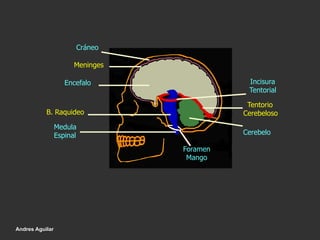 Cráneo
Meninges
Encefalo Incisura
Tentorial
Foramen
Mango
Cerebelo
Tentorio
Cerebeloso
Medula
Espinal
B. Raquideo
Andres Aguilar
 