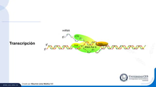 Creado por Mauricio Lema Medina MD
RNA Pol II
CTD
TEFb
TFIIF
Transcripción
mRNA
 