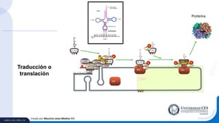 Creado por Mauricio Lema Medina MD
eIF4H
ORF
eIF4G
60S
PABP
eIF4A
Met-tRNA
40S
eIF1eIF3
eIF1A
Met-tRNA
GTP
eIF4B
eIF4E
Met-tRNA
60S
40S
eIF5B
GDP Ala tRNA
eIF2
Ala tRNA
eEF1A
eEF2
60S
eIF5
S6
GTP
eEF1A
GDPGTP
Traducción o
translación
Proteína
 