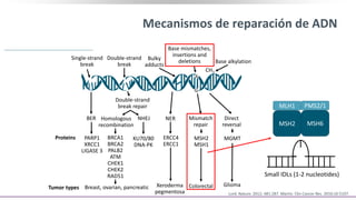 Mecanismos de reparación de ADN
Lord. Nature. 2012; 481:287. Martin. Clin Cancer Res. 2010;16:5107.
Single-strand
break
Double-strand
break
Bulky
adducts
Base mismatches,
insertions and
deletions Base alkylation
CH3
A
Double-strand
break repair
BER
PARP1
XRCC1
LIGASE 3
Proteins
Homologous
recombination
NHEJ
KU70/80
DNA-PK
BRCA1
BRCA2
PALB2
ATM
CHEK1
CHEK2
RAD51
Tumor types Breast, ovarian, pancreatic
NER
ERCC4
ERCC1
Xeroderma
pegmentosa
Mismatch
repair
MSH2
MSH1
Colorectal
G
Direct
reversal
MGMT
Glioma
MLH1
MSH2
PMS2/1
MSH6
Small IDLs (1-2 nucleotides)
 